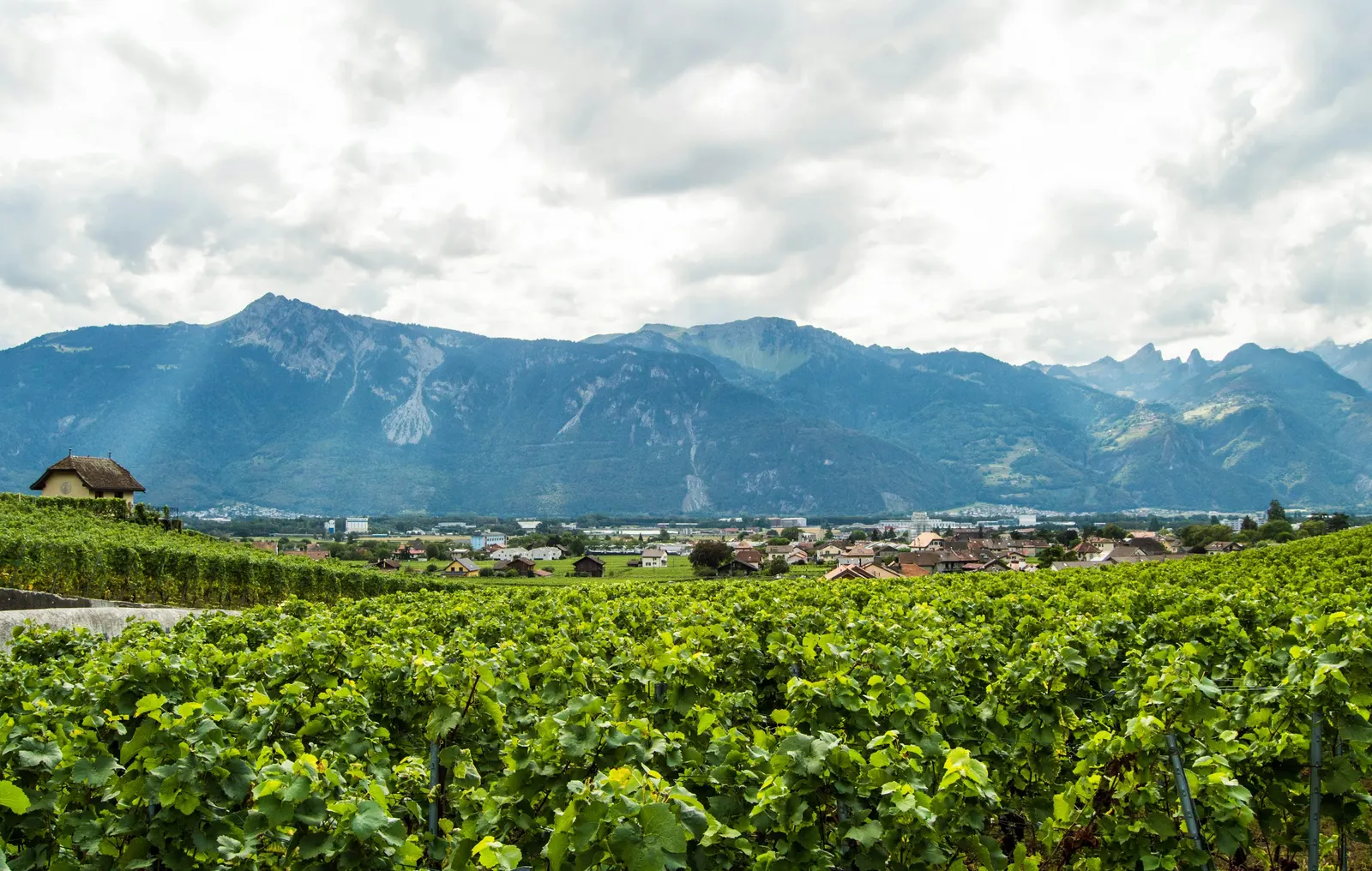 Vignoble en terrasses au pied d'un massif alpin, sous un ciel couvert